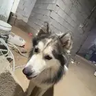 هاسكي