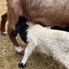 داغور نعيمي