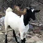 تيس ثني للبيع