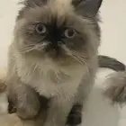 قطط بيكي فيس للتبي