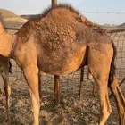 حاشي للبيع