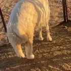 رخل جذعه مقنوي او ذبح
