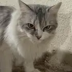 قطوة مفقوده