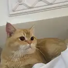 قط ذكر شيرزاي للبيع تفاصيل القط لصامل البيع