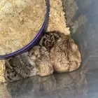 هامستر روسي