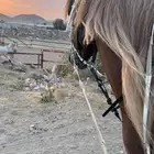 حصان شعبي