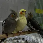 3 عصافير كوكتيل ( كروان ) توام ثلاثي بعمر شهر الى شهر ونصف