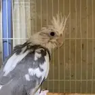 فرخ كروان هولندي