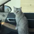 قطة للتبني