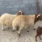 خرفان نعيم بلدي