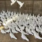 حمام لحم للبيع