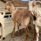 تيوس للبيع