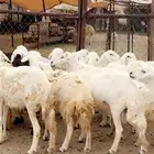 رخال من ضان شهران دفيع قرايب شرط بفحولها 2