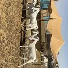 معزى مقاني طيبه