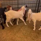 تيوس