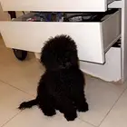 بودل توي ذكر للبيع