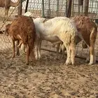 طليان سواكني ثنيان