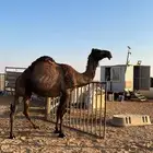 ظرايب للبيع