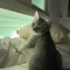 قطه صغيره اليفه معها كامل اغراضها