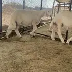 خرفان