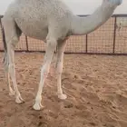 حوار لباني