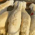 ذبايح خرفان حريات