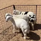 خرفان حري تم البيع