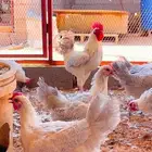 دجاج