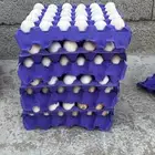بيض بلدي مخصب للفقاسات