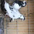 حمام باكستاني