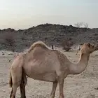 ناقة لقحة