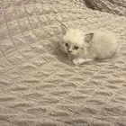 قطو هملايا ذكر عمرهاشهرين يحب لعب