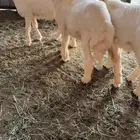 4 طليان للبيع
