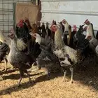 دجاج بيع جمله وديكه العمر 6 اشهر