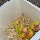 فروخ روز لاتينو عيون حمر ( تم البيع )