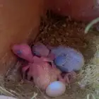 جوز روز بفروخه