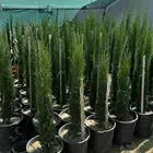 سرو ايطالي
