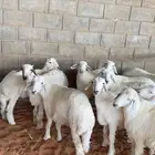 طليان ذبايح حريات