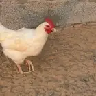 دجاج لوهمان بياض وبيض مخصب