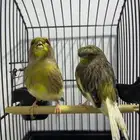 زوج كناري ازوج كناري جمله