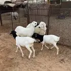 ذبايح