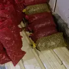 تمر
