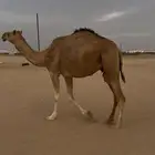 ناقه ضريبه عشراء سنها سديس هديه الموقع الدوادمي