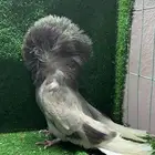 جاكوبين