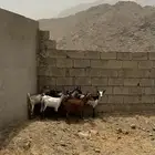 بهم للبيع