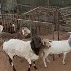 شياه برابر
