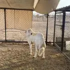 خروف جذع للبيع فحل كفوو مشروط تم البيع