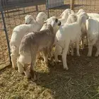 12 هرفي فاخر ومشروط .