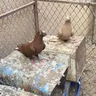 حمام صابوني مستوى تب