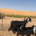 معزا مواليد طيبه وجرومها طيبه